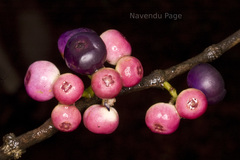 Memecylon umbellatum